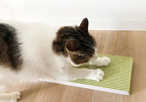 株式会社ピカコーポレイション / ペットアドバンス「ネコトギ」